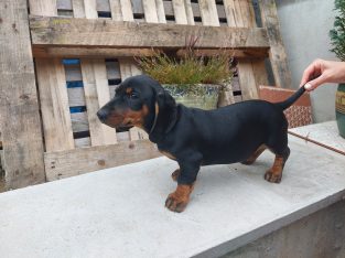 Dashchund