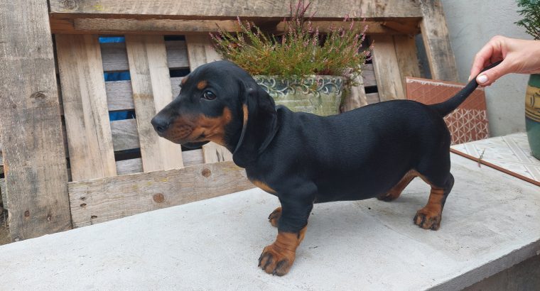 Dashchund