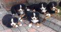 IKC Reg Bernese Mountain Dog Puppies