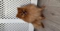 Pomeranian to be rehomed