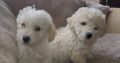 Bichon X for sale