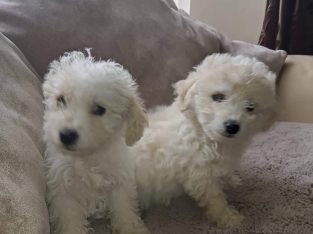 Bichon X for sale