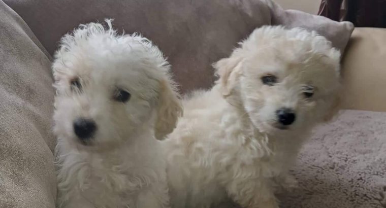 Bichon X for sale