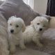 Bichon X for sale