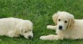 Golden retriever pups for sale