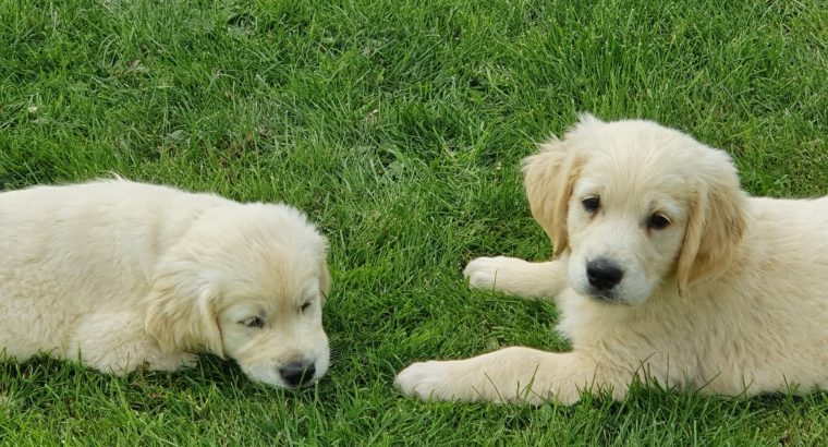 Golden retriever pups for sale