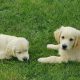 Golden retriever pups for sale