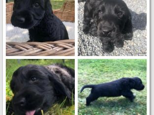 Beautiful Black Cocker Spaniel Puppy