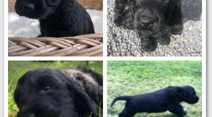 Beautiful Black Cocker Spaniel Puppy