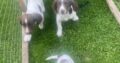 Springer spaniels