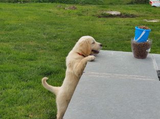 Golden retriever pups for sale