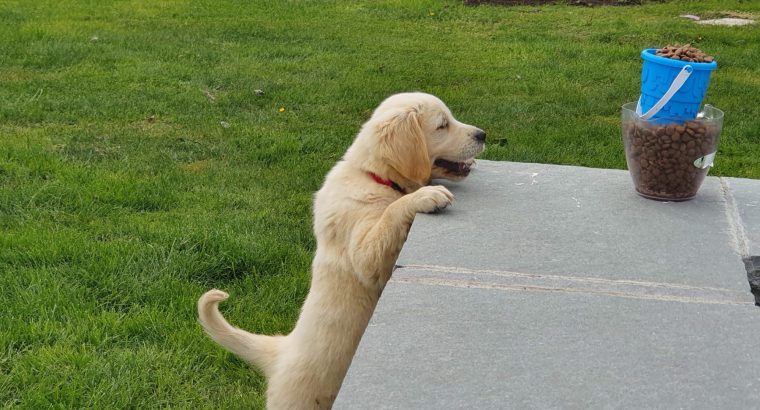 Golden retriever pups for sale