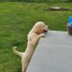 Golden retriever pups for sale