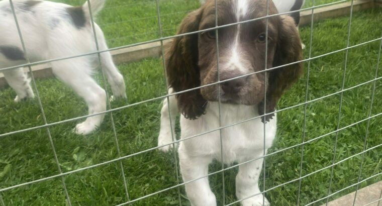 Springer spaniels