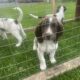 Springer spaniels