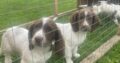 Springer spaniels