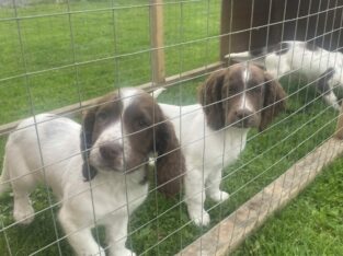 Springer spaniels