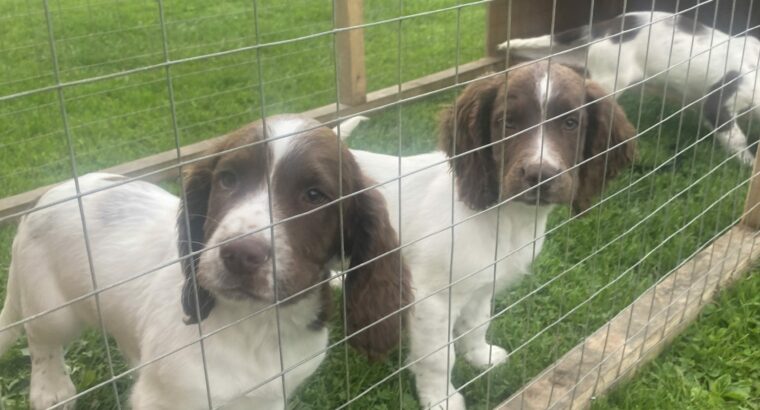 Springer spaniels