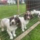 Springer spaniels