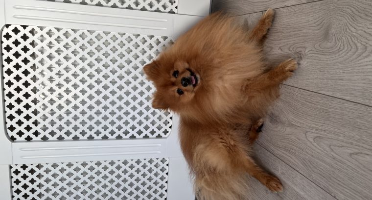 Pomeranian to be rehomed