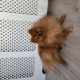 Pomeranian to be rehomed