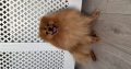 Pomeranian to be rehomed