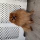 Pomeranian to be rehomed