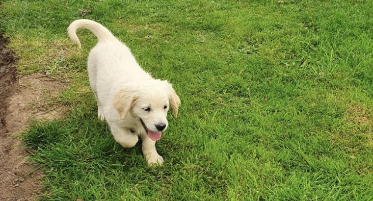 Golden retriever pups for sale