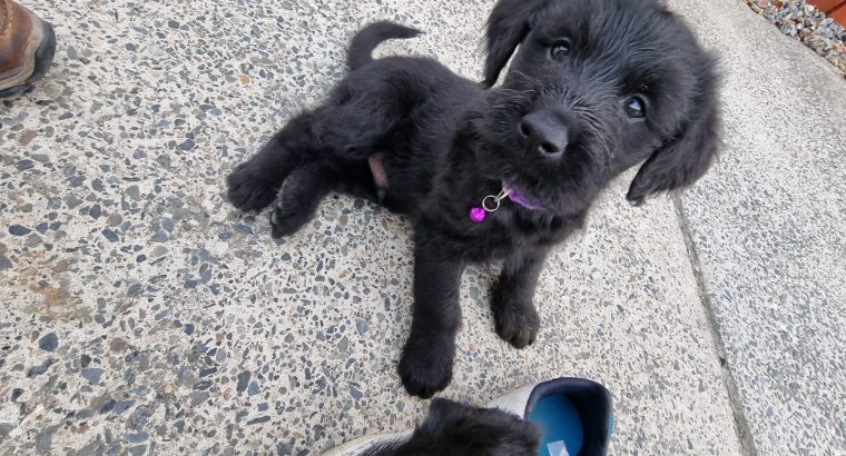 Golden doodle mix