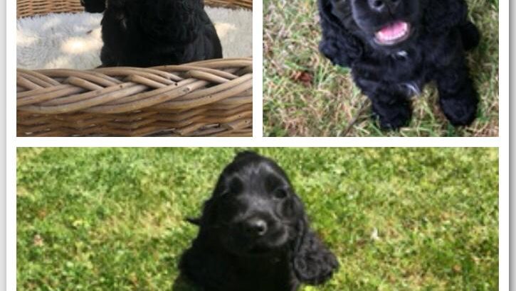 Beautiful Black Cocker Spaniel Puppy