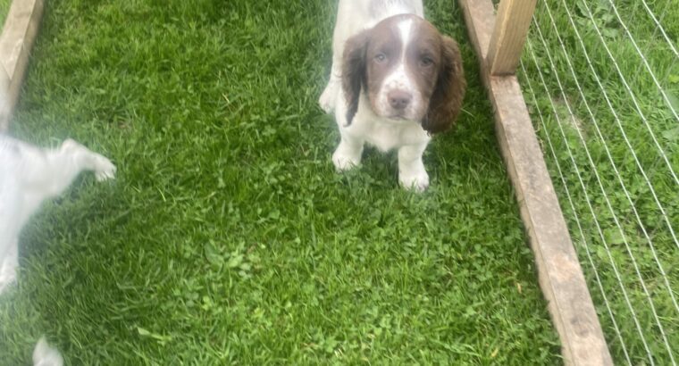 Springer spaniels