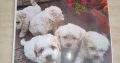 Bichon X for sale