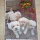 Bichon X for sale