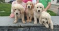 Golden retriever pups for sale