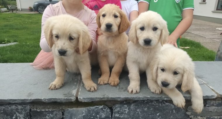 Golden retriever pups for sale