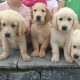 Golden retriever pups for sale