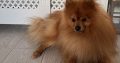 Pomeranian to be rehomed