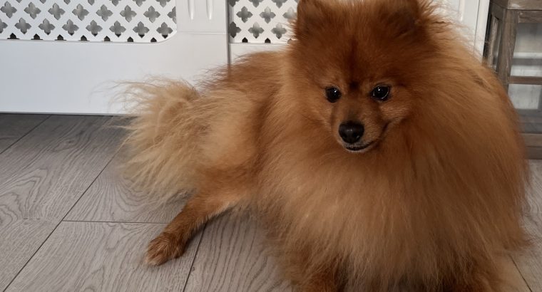 Pomeranian to be rehomed