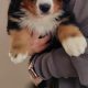 IKC Reg Bernese Mountain Dog Puppies