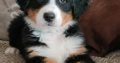 IKC Reg Bernese Mountain Dog Puppies