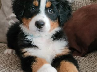 IKC Reg Bernese Mountain Dog Puppies