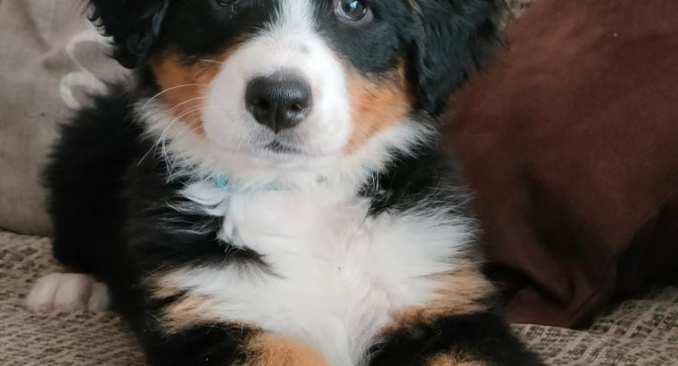 IKC Reg Bernese Mountain Dog Puppies