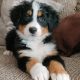 IKC Reg Bernese Mountain Dog Puppies