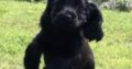 Beautiful Black Cocker Spaniel Puppy