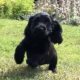 Beautiful Black Cocker Spaniel Puppy