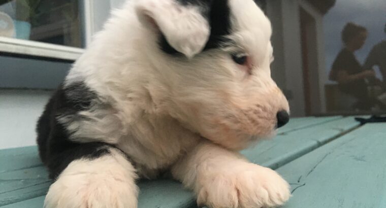 OLD ENGLISH SHEEPDOG