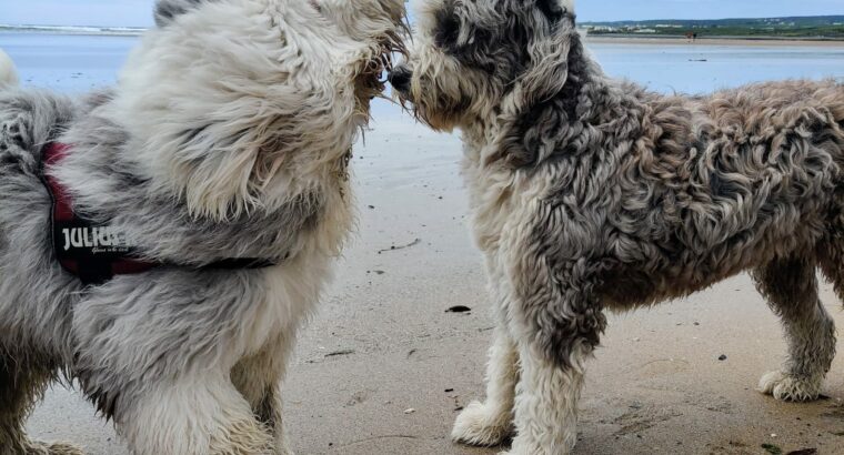 OLD ENGLISH SHEEPDOG