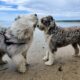 OLD ENGLISH SHEEPDOG