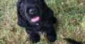 Beautiful Black Cocker Spaniel Puppy