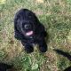 Beautiful Black Cocker Spaniel Puppy